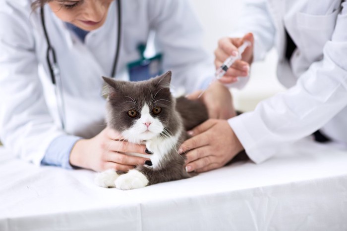 獣医師に注射されている猫