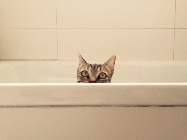 無理やりシャワーをかけられる猫