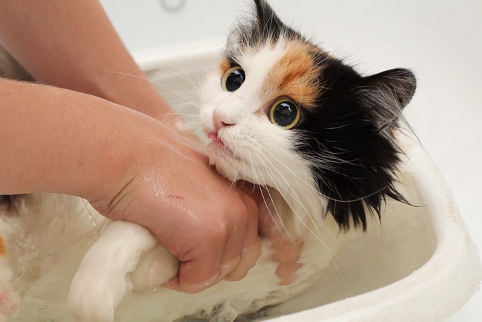 お風呂中の三毛猫