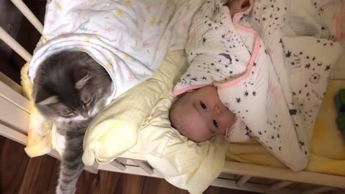 赤ちゃんとの距離を縮める猫