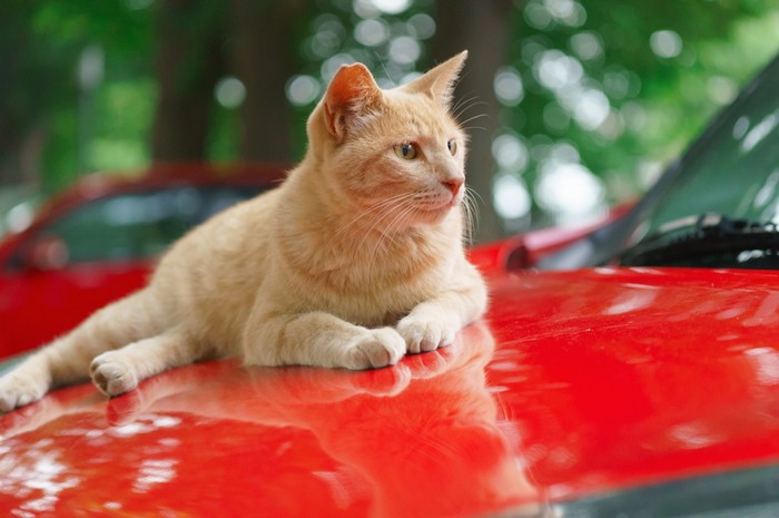 赤い車の上の猫