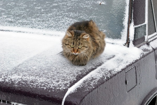 雪の日に車の上に乗る猫