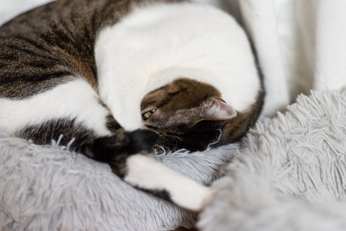 寝たふりをするサバシロ猫
