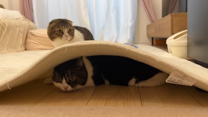 カーペットの下にいる猫と後ろにいる猫