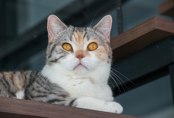 黄色い目の三毛猫