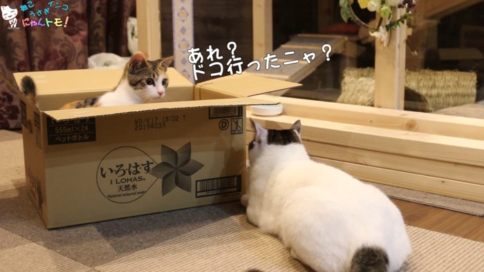 箱に入る子猫と箱の外にいる成猫