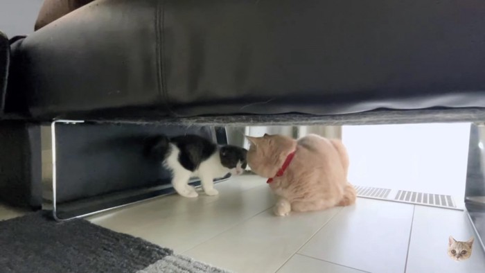 子猫と茶色猫