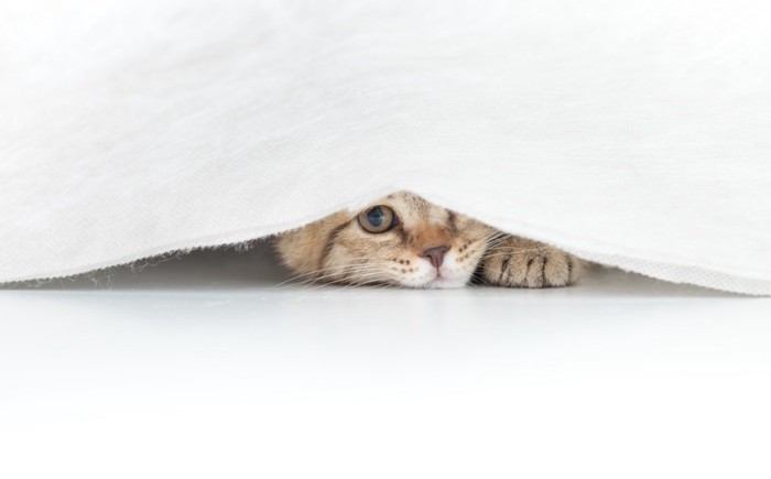 カーテンから覗く猫