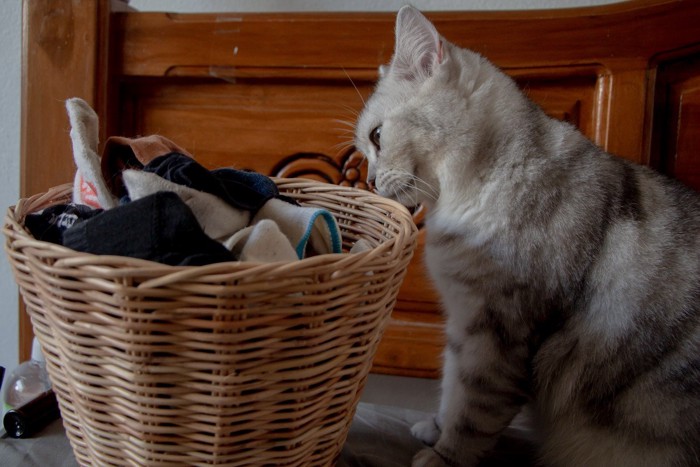 洗濯物を嗅ぐ猫