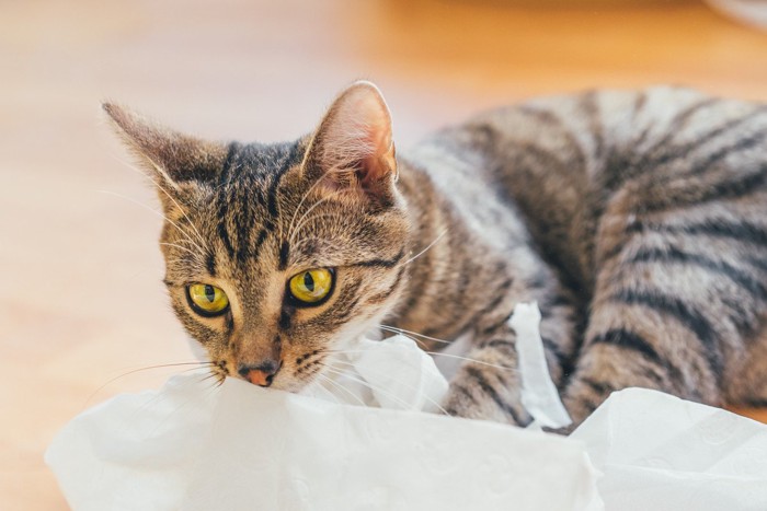 紙と猫