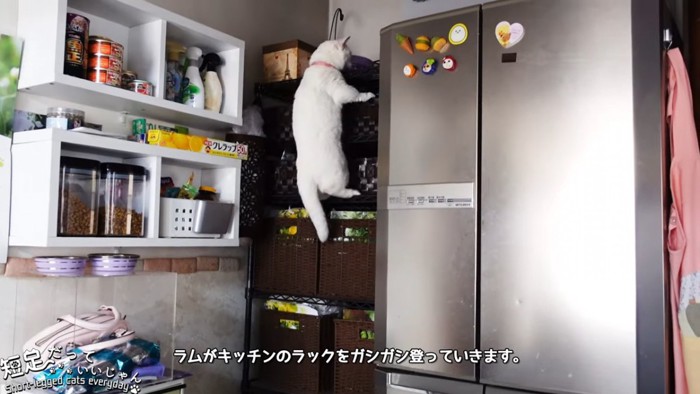 よじ登る猫