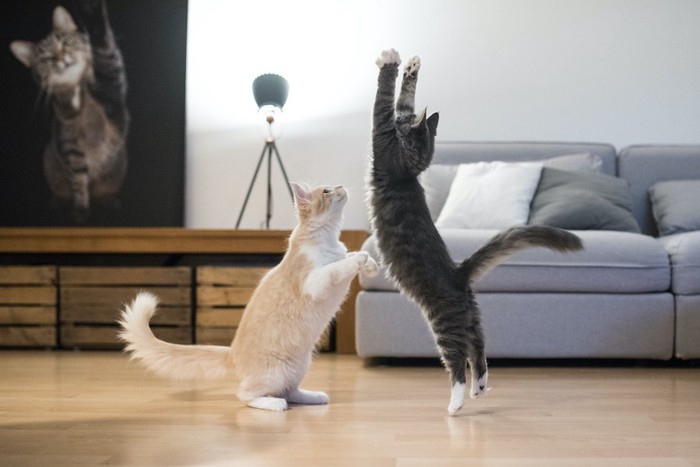 立ち上がって遊ぶ二匹の猫