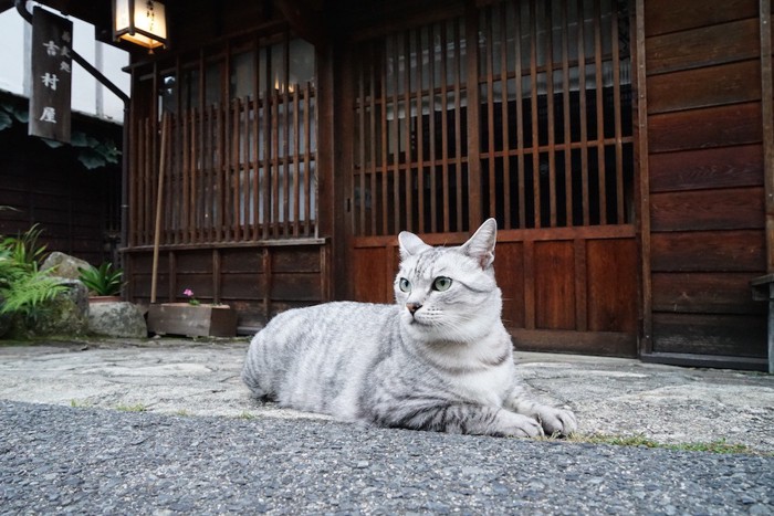玄関前に座るサバ白の猫
