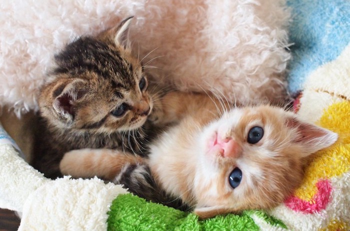 毛布の上でしつこく寄り添ってくつろぐ二匹の子猫