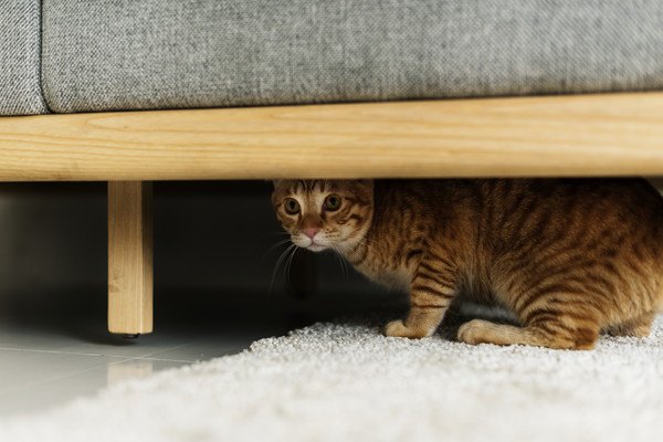 ソファ下に隠れる猫