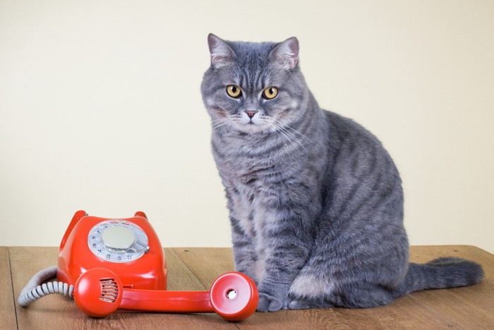 赤い電話と猫
