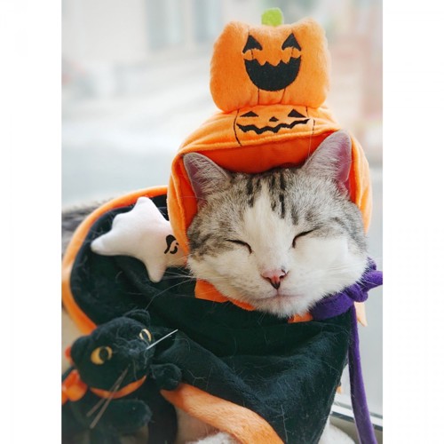 かぼちゃを被った猫