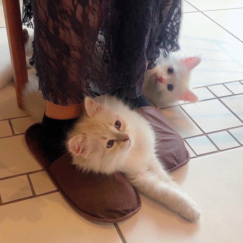 人の足元にいる2匹の子猫