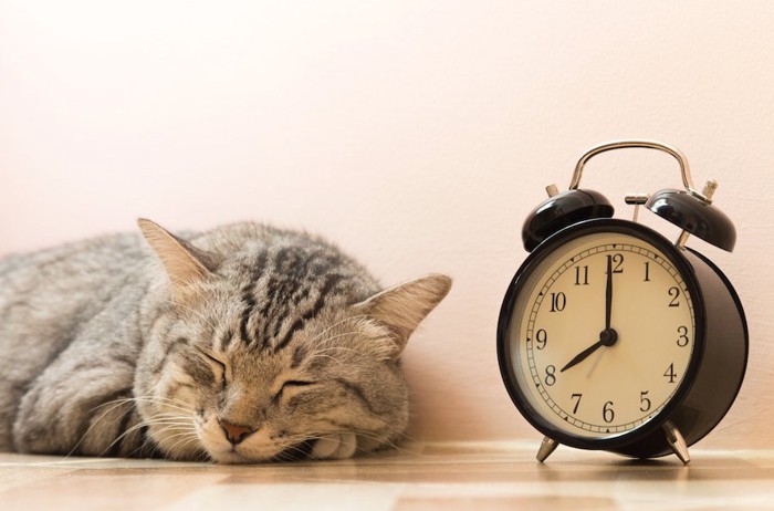 目覚まし時計の隣で眠る猫