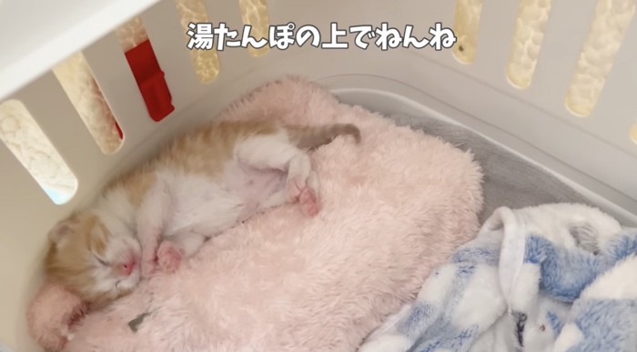 湯たんぽの上で寝る子猫