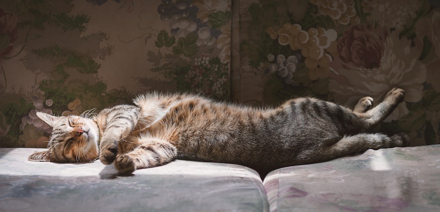 ソファーの上で伸びて眠る猫