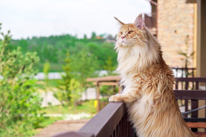キャットタワーに前足をついて立つ猫