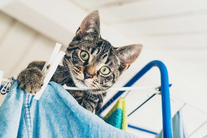 洗濯物に登る猫