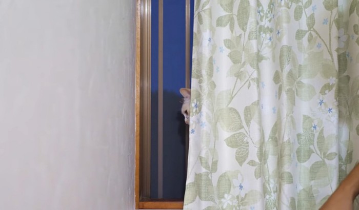 カーテン越しに飼い主さんの様子を見る猫