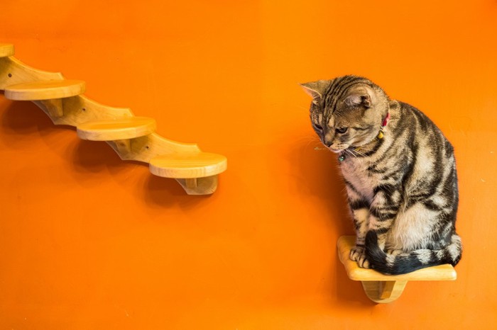 オレンジの壁に取り付けられたキャットウォークの下の段に座っている猫