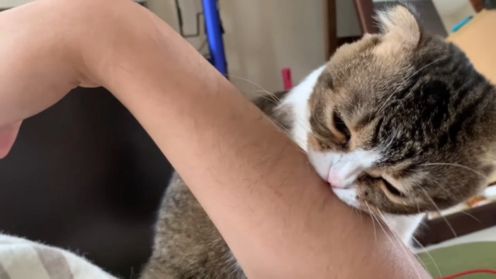人の腕を噛む猫