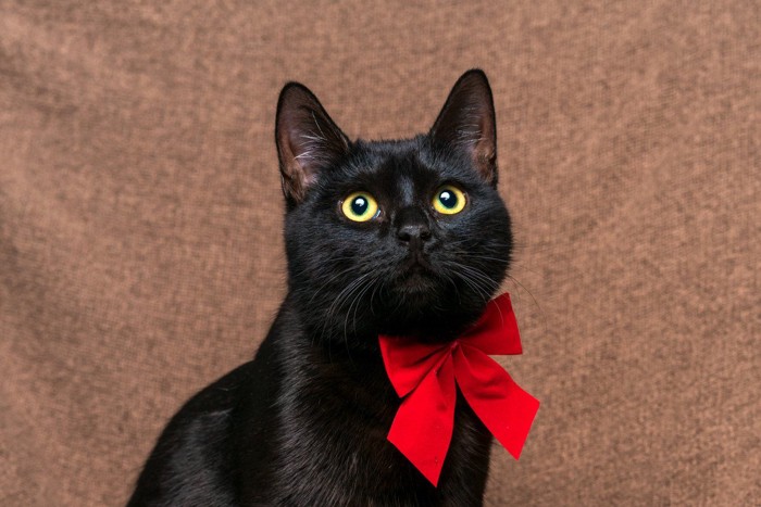 赤いリボンをつけた黒猫