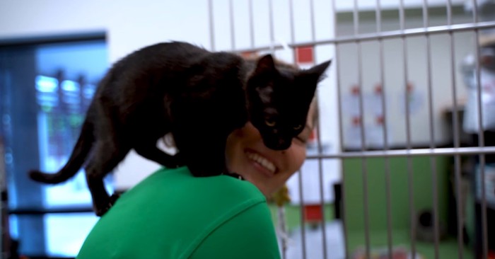 女性の肩に黒猫