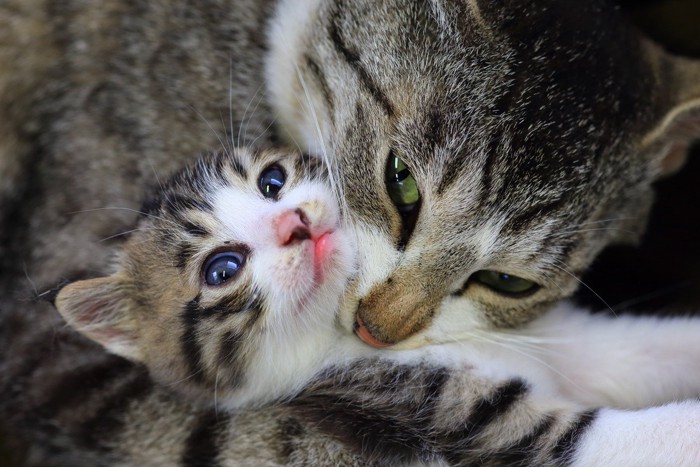 子猫の喉に食いつく母猫