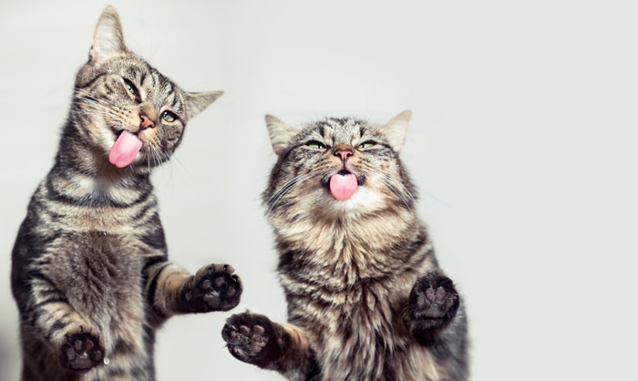 舌を出した2匹の猫