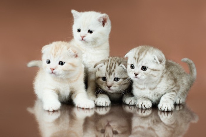 スコティッシュフォールドの4匹の子猫