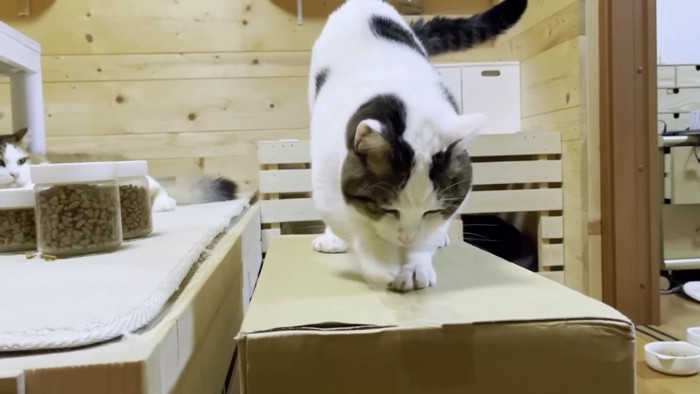 箱の上をガリガリする猫