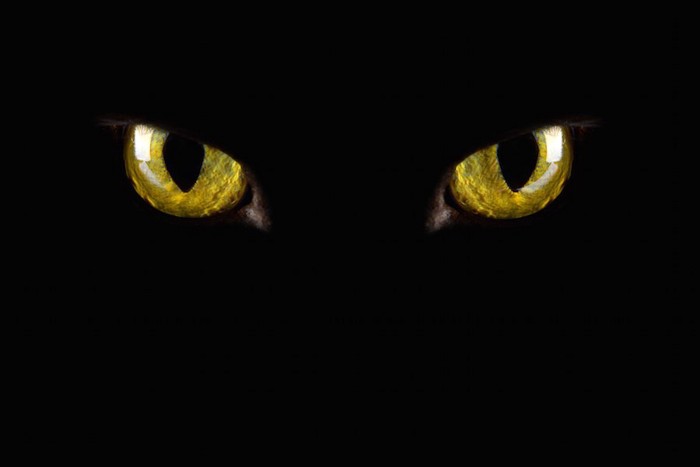 暗闇で光る黒猫の目
