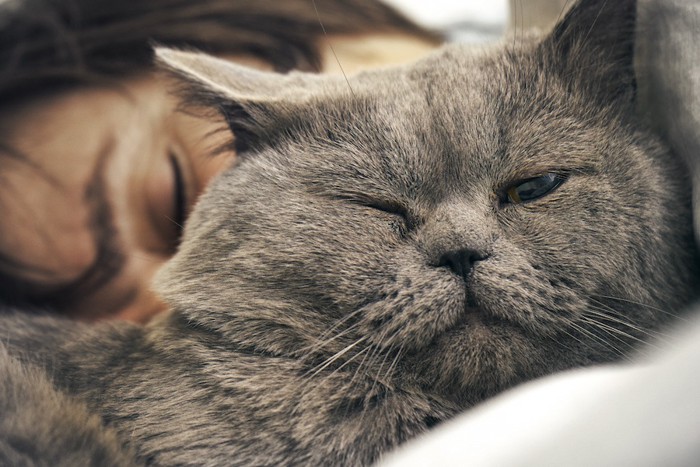 女性の顔の横で眠る猫