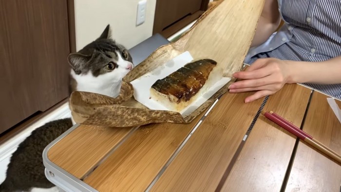 お寿司を見る猫
