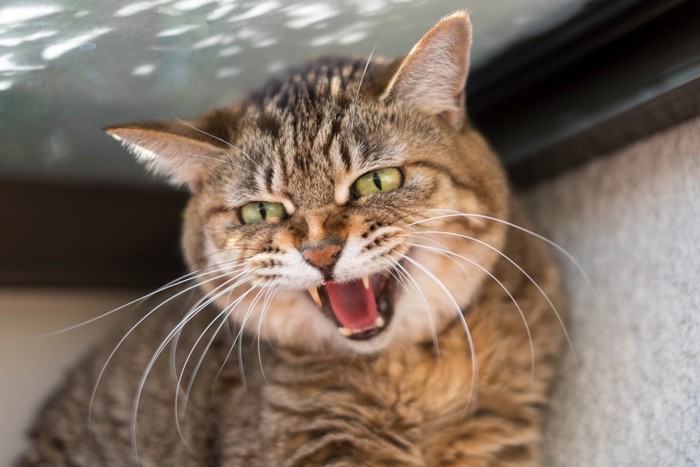 人見知りの元野良猫