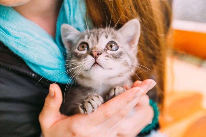 抱かれる子猫