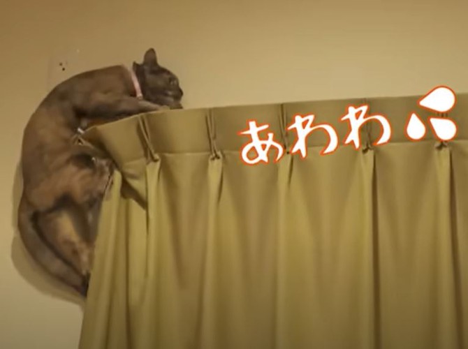 レールから落ちそうになる猫