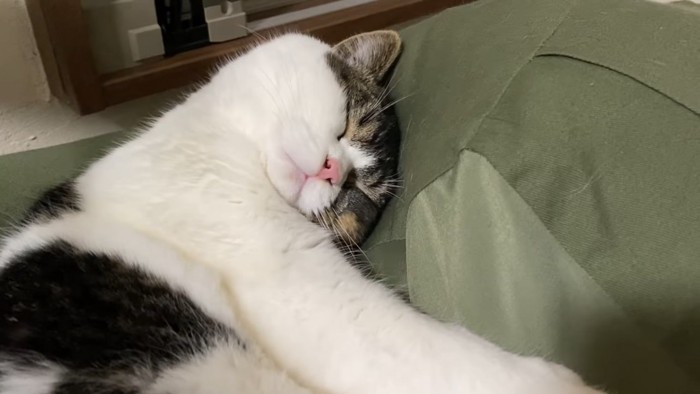 頭をクッションにつけて寝る猫