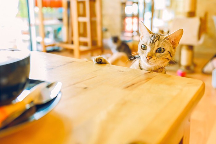 カフェのテーブルの上を見る猫