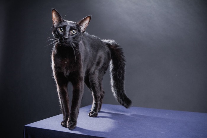 台の上に立つ黒猫