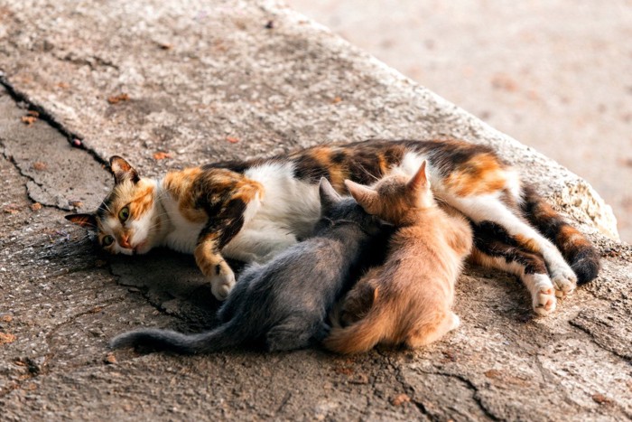 子猫に乳を与える母猫