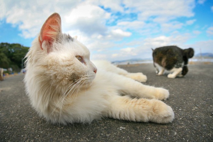 猫島で横たわる猫