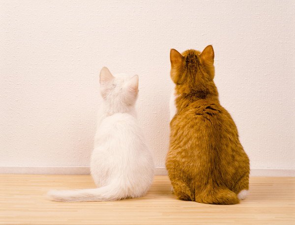 白猫と茶色猫が壁を見る