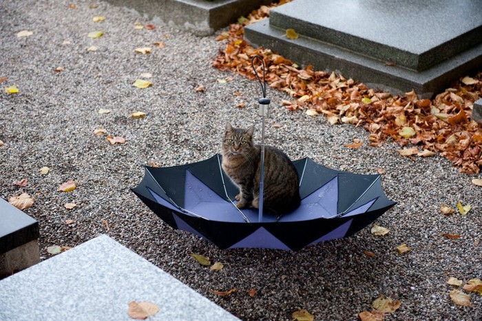 傘に乗る猫