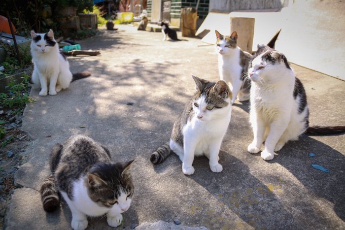 集まった猫島の野良猫たち